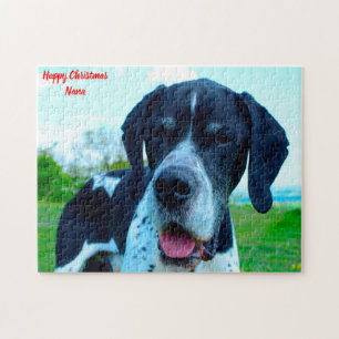 Englischer Pointer Hund.