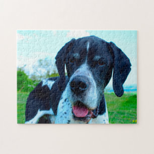 Englischer Pointer Hund.