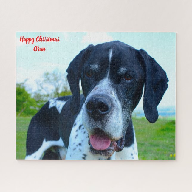 Englischer Pointer Hund. (Horizontal)