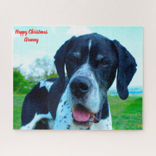 Englischer Pointer Hund.