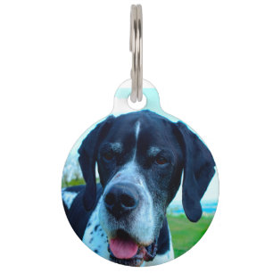 Englischer Pointer Hund. Haustiermarke