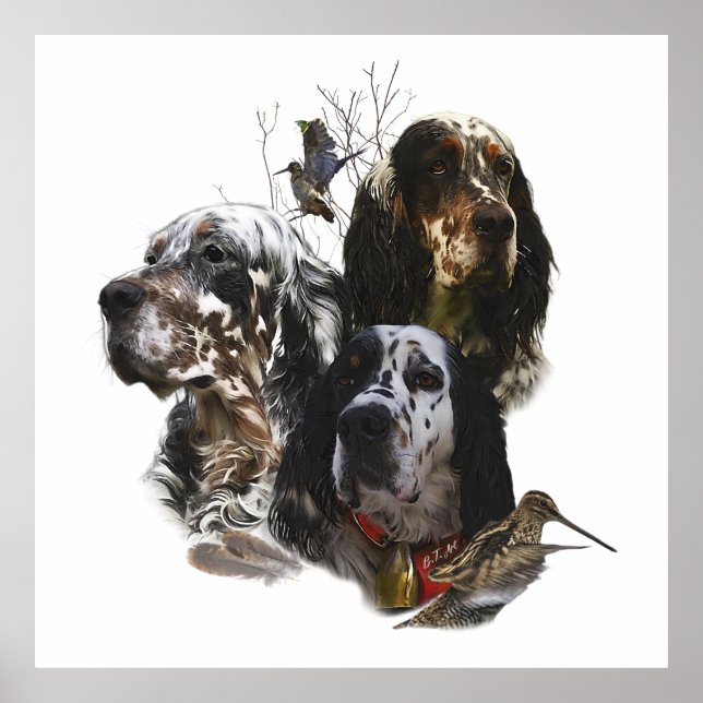 Englischer Setter, Vogeljagd Poster (Vorne)