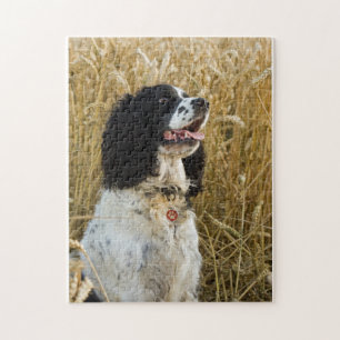 englischer Springer Spaniel in wheat.png