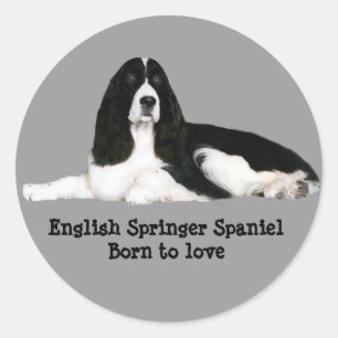 Englischer Springerspaniel-Aufkleber Runder Aufkleber