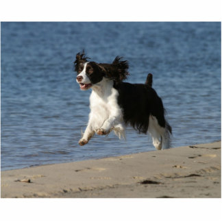 Englischer SpringerSpaniel Freistehende Fotoskulptur