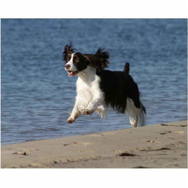 Englischer SpringerSpaniel Freistehende Fotoskulptur (Vorne)