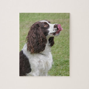 Englischer Springerspaniel-Sitzen