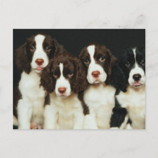 Englischer Springerspaniel-Welpen (2) Postkarte