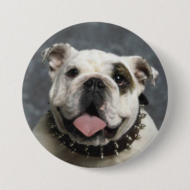 Englisches Bulldoggen-Porträt-Foto-runder Knopf Button (Vorderseite)
