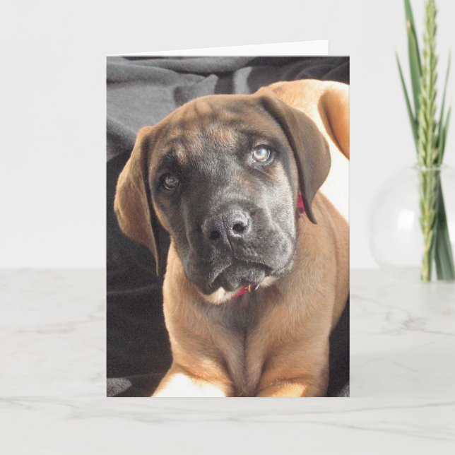 Englisches Mastiff-Welpe notecard Karte (Vorderseite)