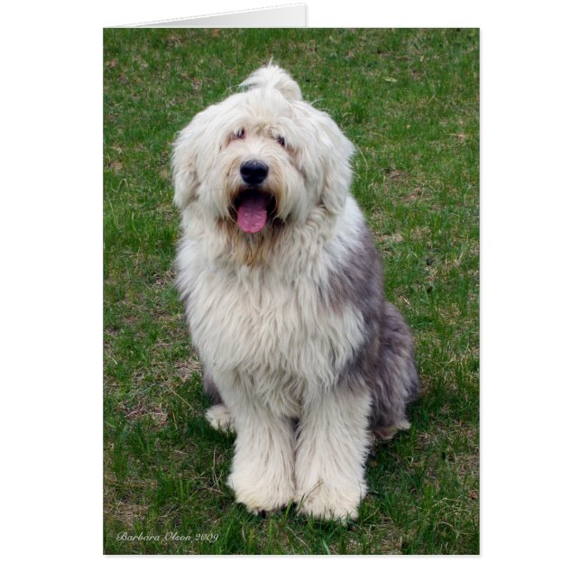 Englisches Schäferhund (Vorne)