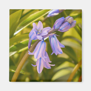 English Bluebells Magnet