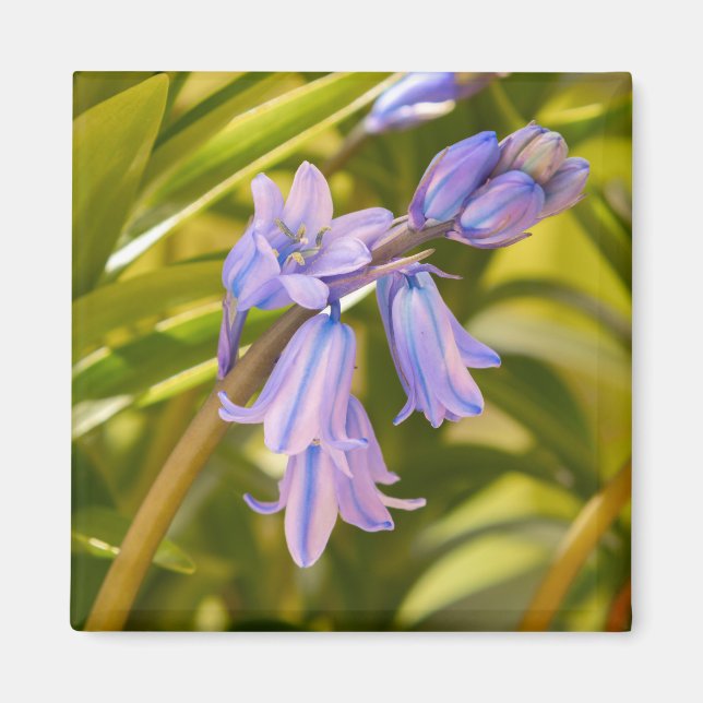 English Bluebells Magnet (Vorne)