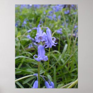 English Bluebells Poster