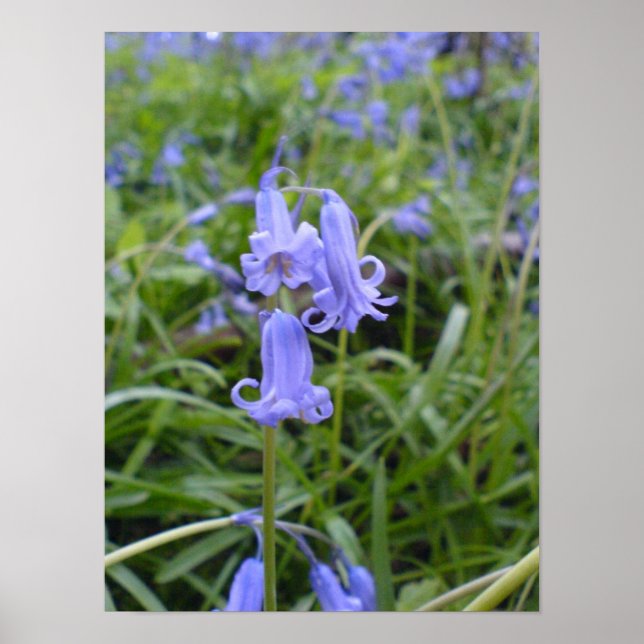 English Bluebells Poster (Vorne)