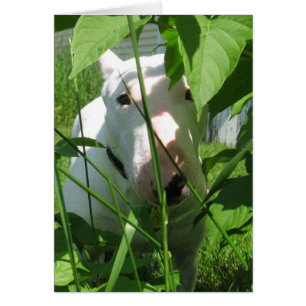 English Bull Terrier à travers les Feuille
