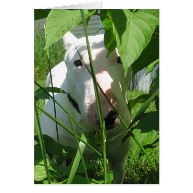 English Bull Terrier pinkelt durch die Blätter (Vorne)