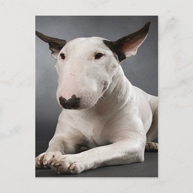 English Bull Terrier Postcard Postkarte (Vorderseite)