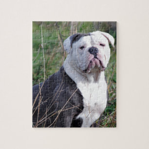 English Bulldog