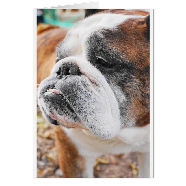 English Bulldog (Vorne)