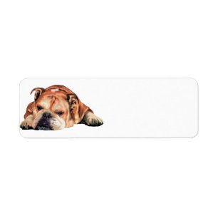 English Bulldog