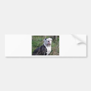 English Bulldog Autoaufkleber
