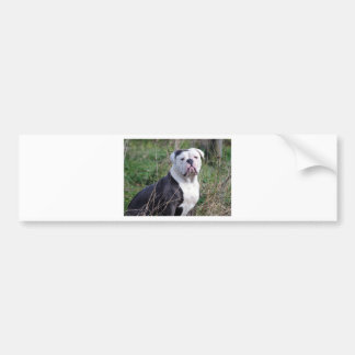 English Bulldog Autoaufkleber