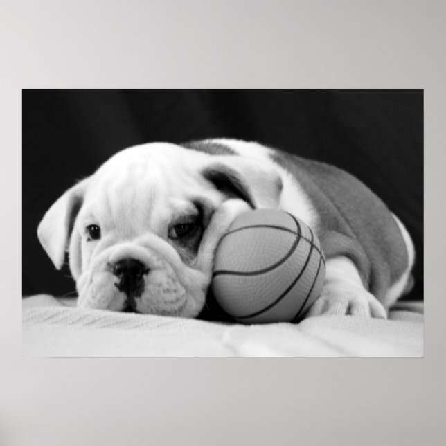 English Bulldog Basketball Puppy Poster (Vorne)
