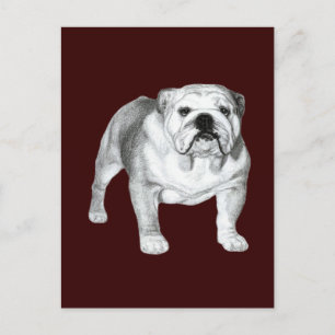 English Bulldog - Bleistift Zeichnend Postkarte