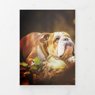 English Bulldog Forest Foto Dreifach Gefaltete Ankündigung