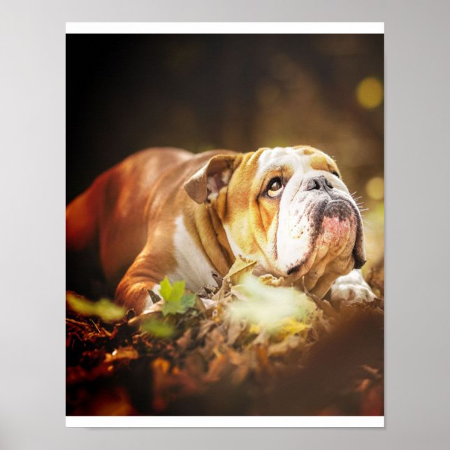 English Bulldog Forest Foto Poster (Vorne)