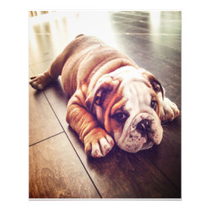 English Bulldog Lying Dog   Hundebahn Foto