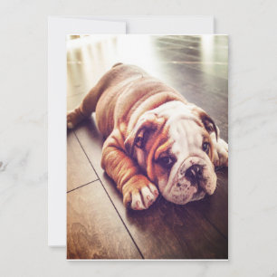 English Bulldog Lying Dog   Hundebahn Foto Feiertagskarte
