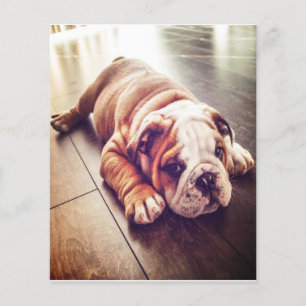 English Bulldog Lying Dog Hundebahn Foto Flyer
