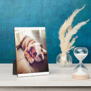 English Bulldog Lying Dog Hundebahn Foto Fotoplatte