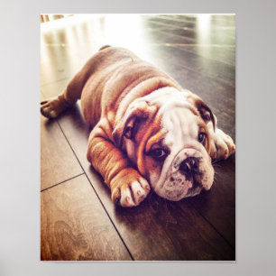 English Bulldog Lying Dog   Hundebahn Foto Poster
