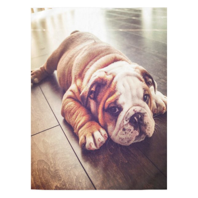 English Bulldog Lying Dog | Hundebahn Foto Tischdecke (Vorderseite)