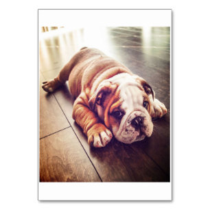 English Bulldog Lying Dog   Hundebahn Foto Tischnummer