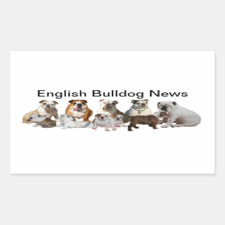 English Bulldog News Rechteckiger Aufkleber