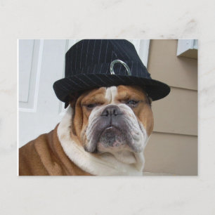 English Bulldog Postcard Post Card Postkarte