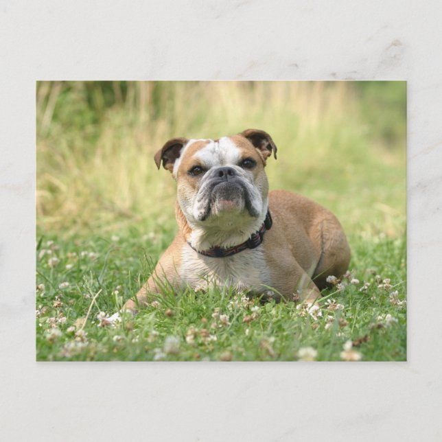 English Bulldog Postcard Postkarte (Vorderseite)