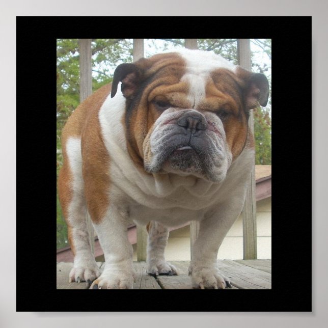 English Bulldog Poster (Vorne)