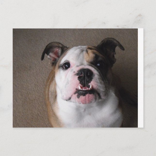 English Bulldog Postkarte (Vorderseite)