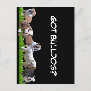 English Bulldog Postkarte