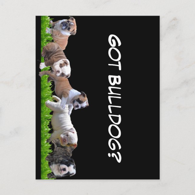 English Bulldog Postkarte (Vorderseite)