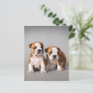 English Bulldog Puppies Couple Niedlich Bulldog