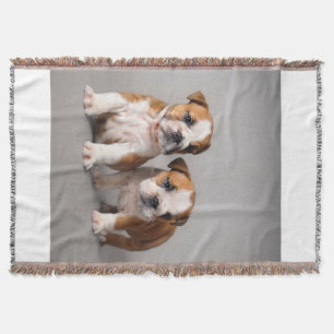 English Bulldog Puppies Couple Niedlich Bulldog Decke