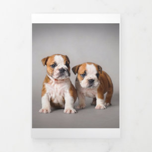 English Bulldog Puppies   Couple Niedlich Bulldog Dreifach Gefaltete Ankündigung