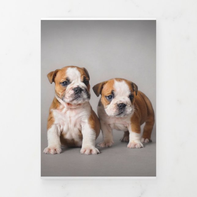 English Bulldog Puppies | Couple Niedlich Bulldog Dreifach Gefaltete Ankündigung (Cover)