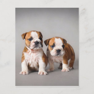 English Bulldog Puppies   Couple Niedlich Bulldog Flyer